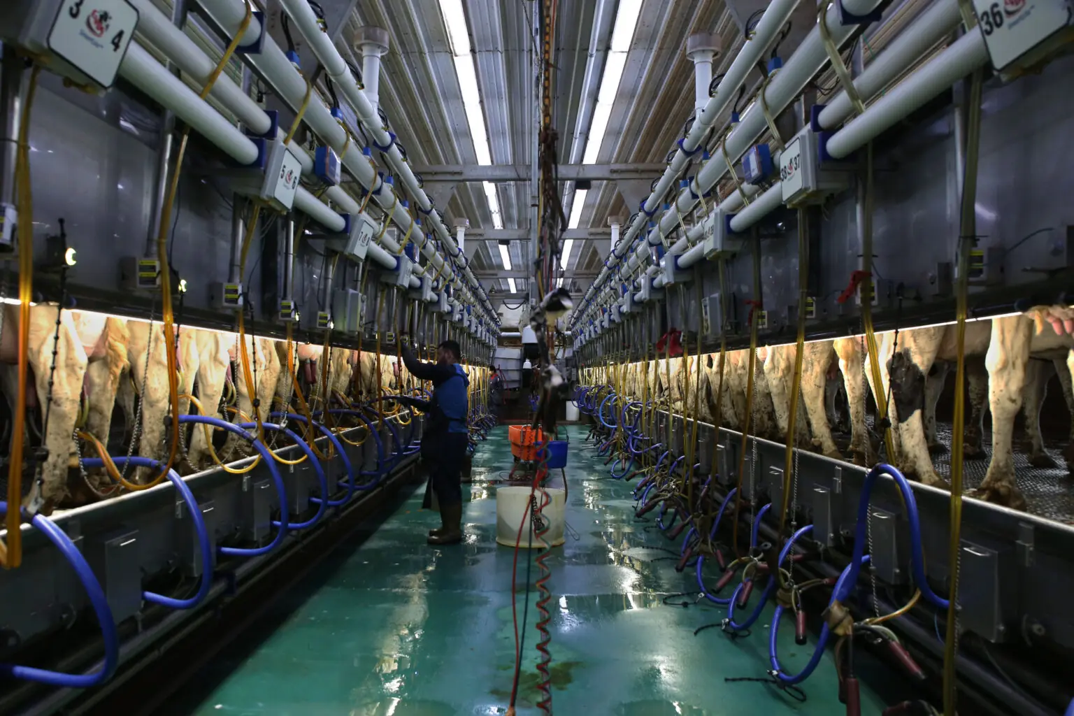 Dairy farming operation with automated milking equipment and agricultural energy infrastructure