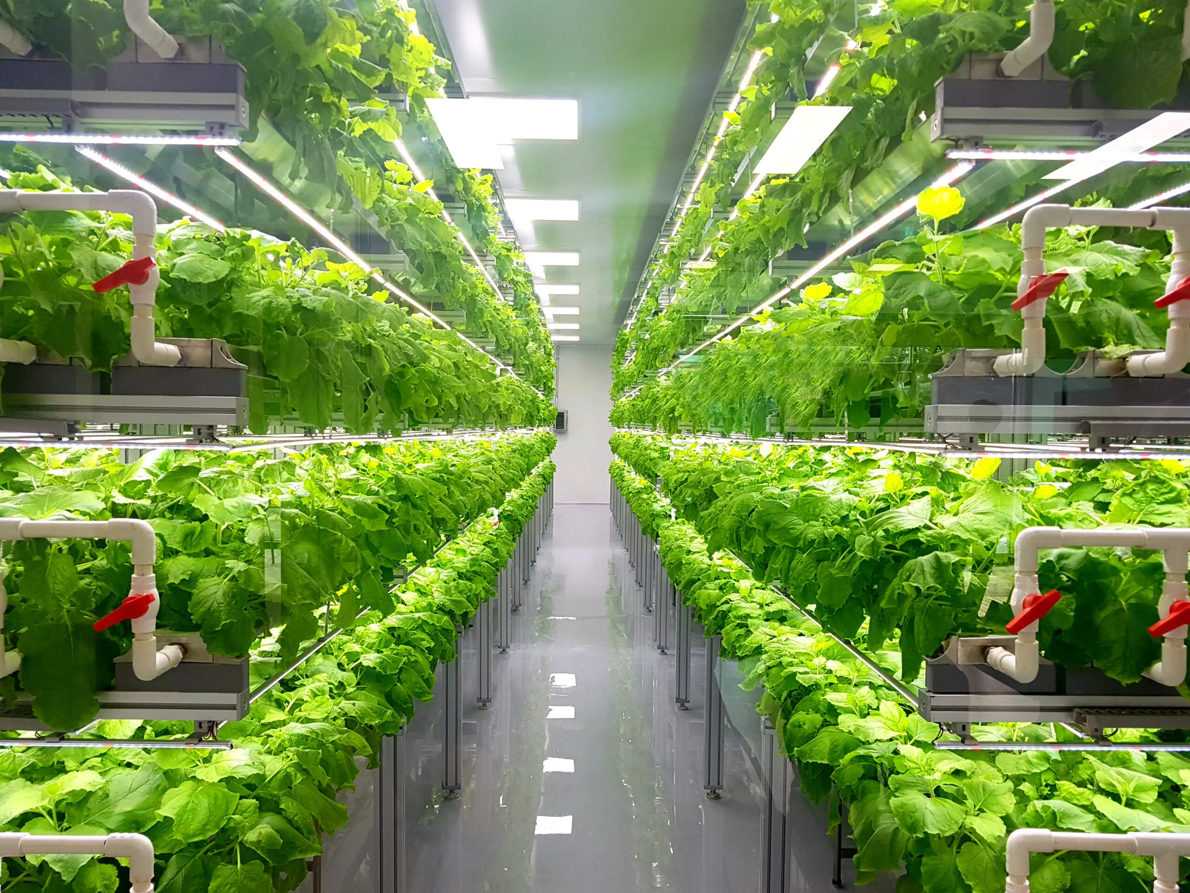 Commercial greenhouse facility with controlled environment agriculture and year-round crop production