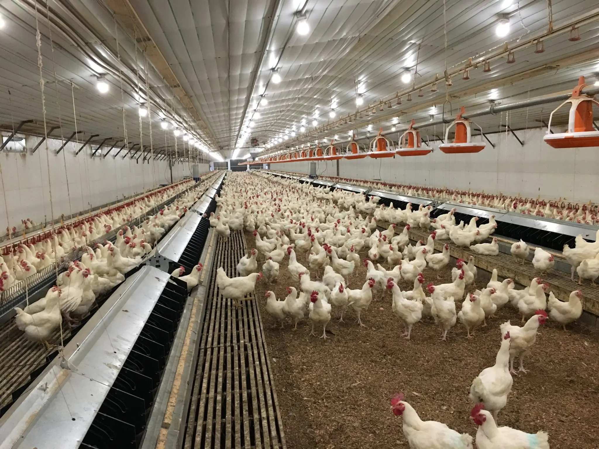 Poultry production facility with environmental controls and automated agricultural systems